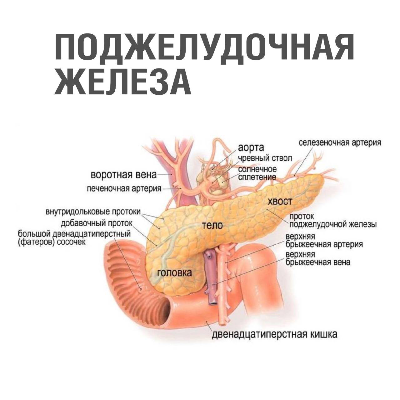 Панкреатит: причины, симптомы, диагностика и лечение в Москве - Ниармедик